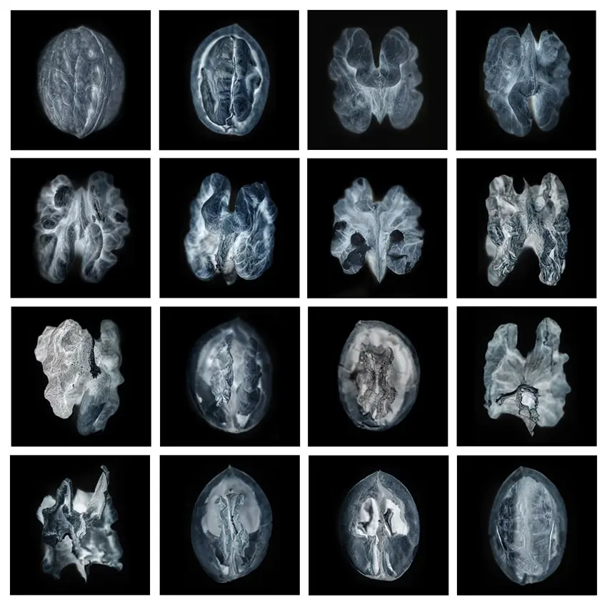The walnut plays a common thread through my project. The appearance reminds viewers of the brain. 
Greet van Dam says: “When I discovered different stages of the walnut in the process of cracking it and put them in order, the process of brain deterioration seemed to reveal itself. By converting them to negative, they suddenly looked like scans of the brain.”